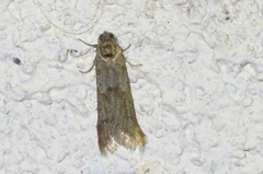 Tortricodes alternella