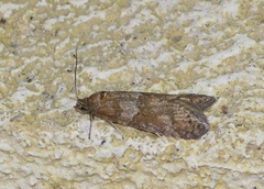 Tortricodes alternella