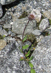 Erigeron uniflorus