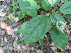 Malvaviscus arboreus