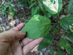 Malvaviscus arboreus