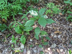 Malvaviscus arboreus