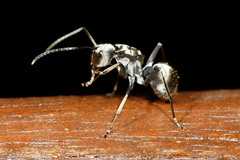 Polyrhachis foreli