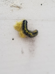 Cotesia glomerata bracovirus