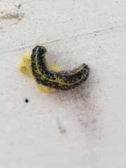 Cotesia glomerata bracovirus