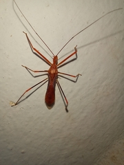 Ricolla quadrispinosa