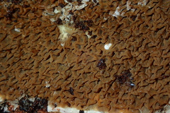 Serpula himantioides