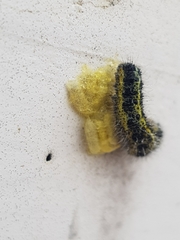 Cotesia glomerata bracovirus