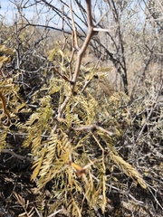 Prosopis glandulosa
