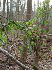 Lonicera acuminata