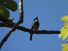 Notharchus pectoralis