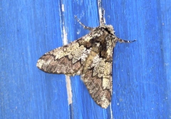 Biston strataria
