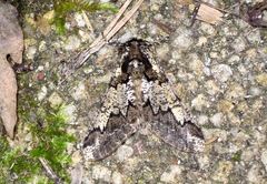 Biston strataria