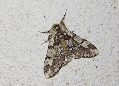 Biston strataria