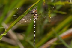 Archaeosynthemis leachii