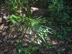 Cryosophila stauracantha