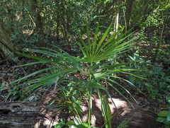 Cryosophila stauracantha