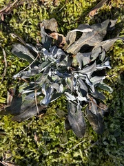 Antennaria solitaria