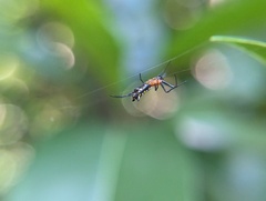 Micrathena funebris