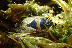 Xanthochilus quadratus