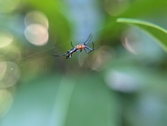 Micrathena funebris