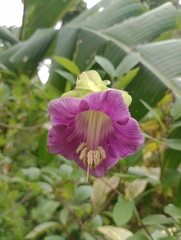 Cobaea scandens