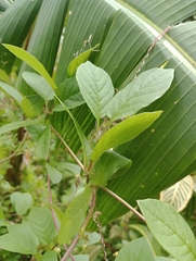 Cobaea scandens