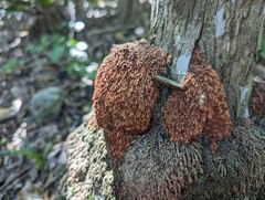 Thrinax radiata