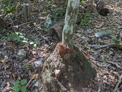 Thrinax radiata