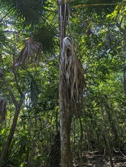 Thrinax radiata