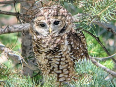Strix occidentalis lucida