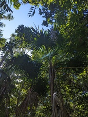 Thrinax radiata