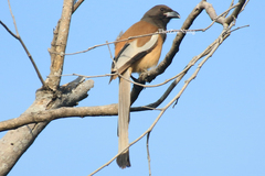 Dendrocitta vagabunda
