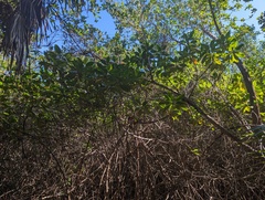 Laguncularia racemosa