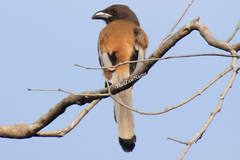 Dendrocitta vagabunda