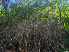 Laguncularia racemosa