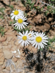 Felicia muricata