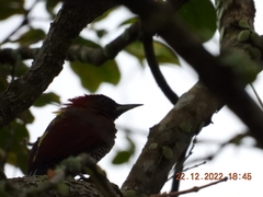 Chrysophlegma miniaceum