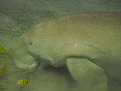 Dugong dugon