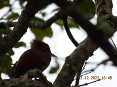 Chrysophlegma miniaceum