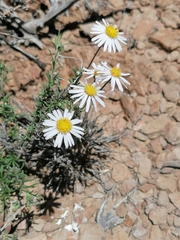 Felicia muricata