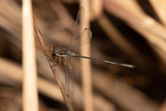 Archiargiolestes pusillus