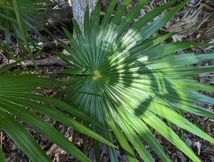 Thrinax radiata