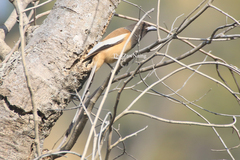 Dendrocitta vagabunda