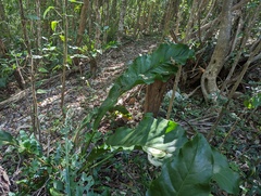 Anthurium schlechtendalii