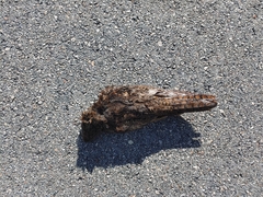 Antrostomus carolinensis