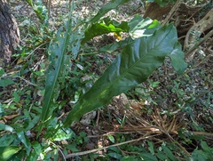 Anthurium schlechtendalii