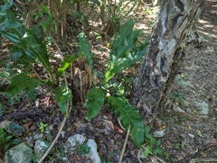 Anthurium schlechtendalii