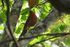 Habia fuscicauda insularis