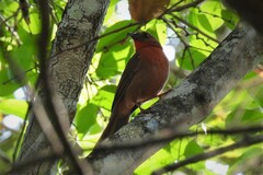 Habia fuscicauda insularis